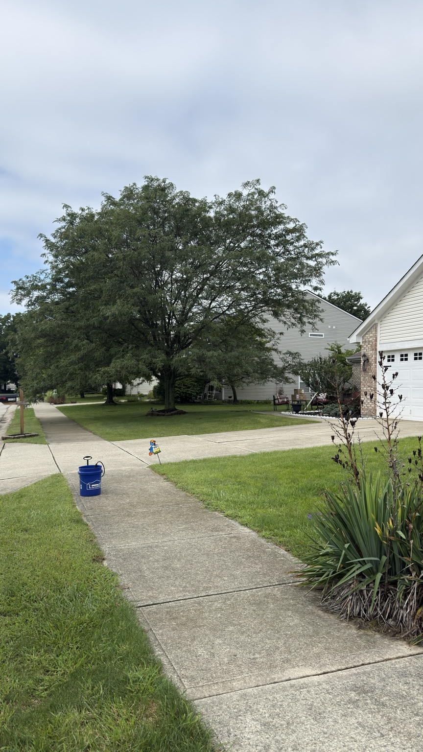 Front walkway and driveway before cleaning